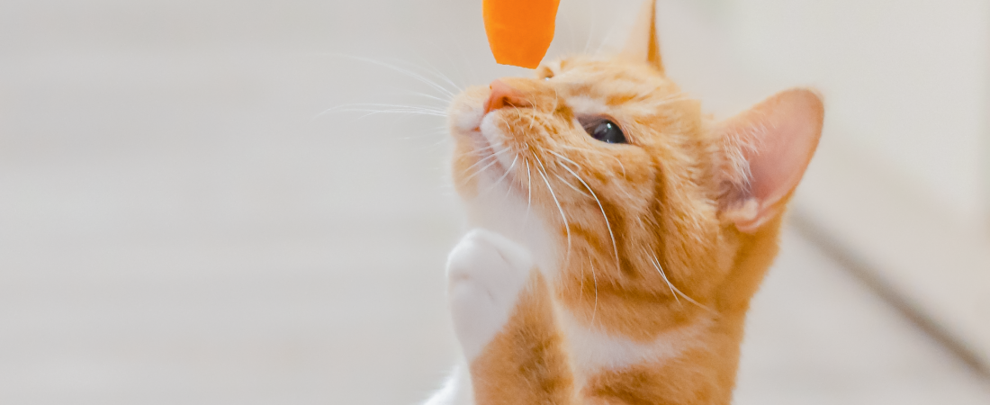 ”Automatic Pet Feeders: Overpriced Gimmick or Must-Have Essential?”